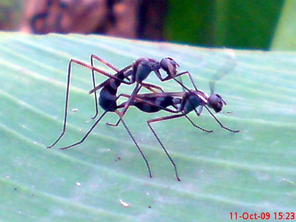 [pic BB++] kacau gan Siang2 Kimpoy di atas pohon pisang