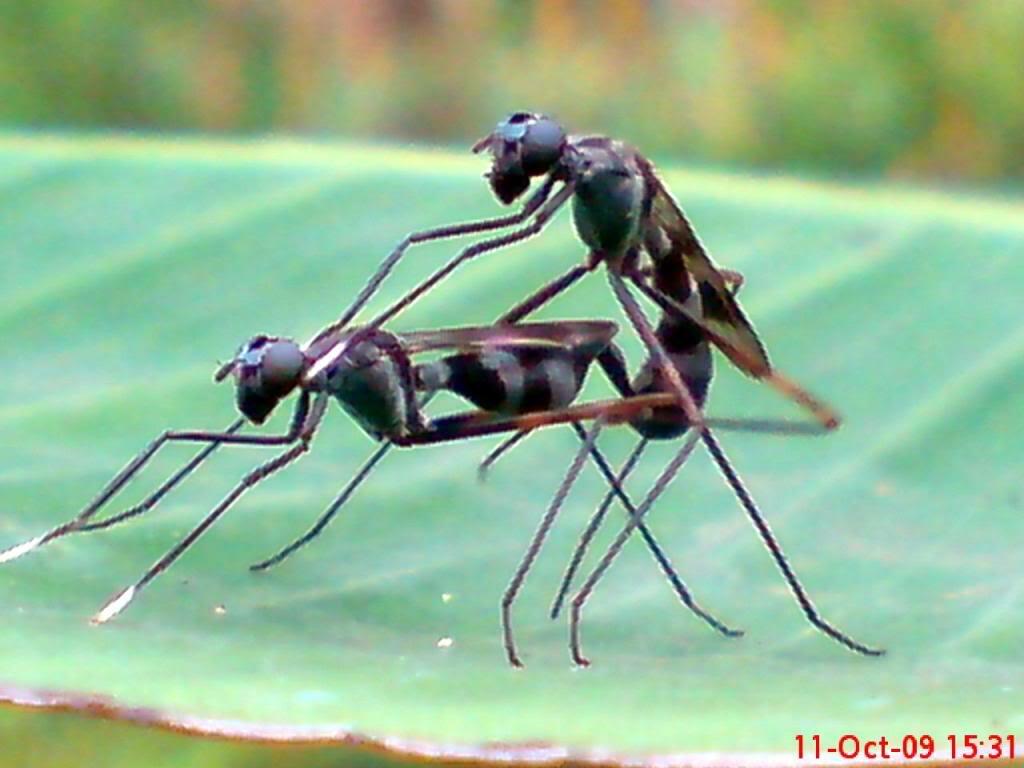 [pic BB++] kacau gan Siang2 Kimpoy di atas pohon pisang