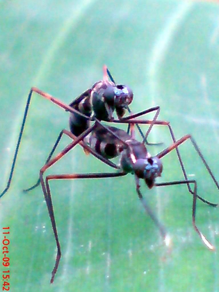 [pic BB++] kacau gan Siang2 Kimpoy di atas pohon pisang