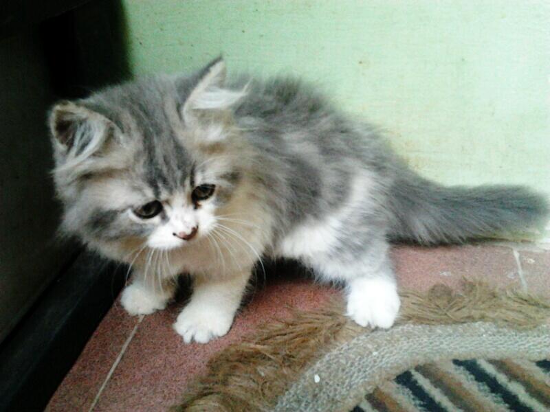WTB kucing persia kitten
