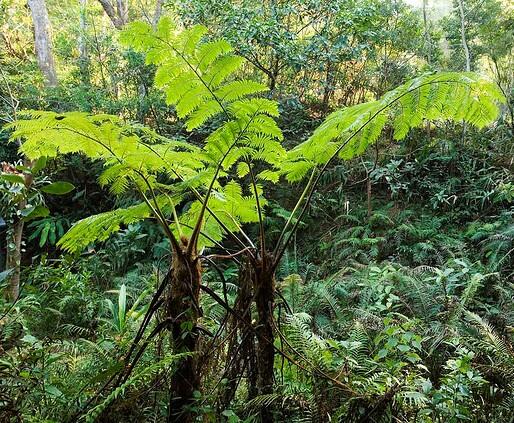 Pakis (Fern) lovers --- abundant &amp; everywhere ---