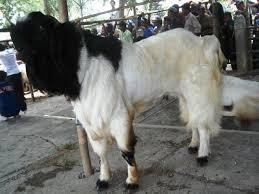 Etta Susu Kambing Halal MUI