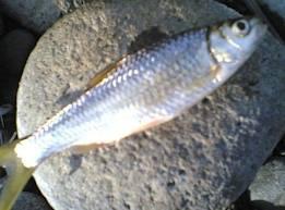 NIKMATNYA IKAN BILIH