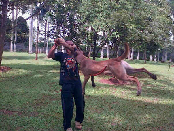 Pelatihan anjing profesional