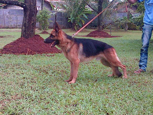 Pelatihan anjing profesional