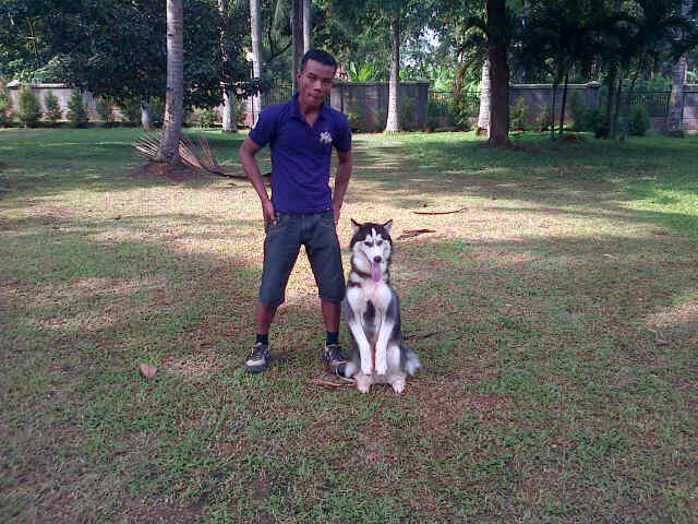 Pelatihan anjing profesional