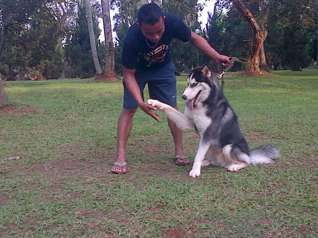 Pelatihan anjing profesional