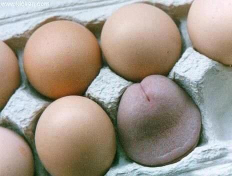 Agan pilih mana telur apa duren??? 