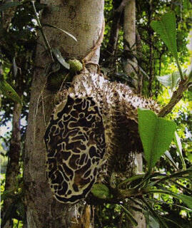 Tanaman Sarang Semut Pencegah Kanker Paru-Paru