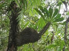 Tanaman Sarang Semut Pencegah Kanker Paru-Paru