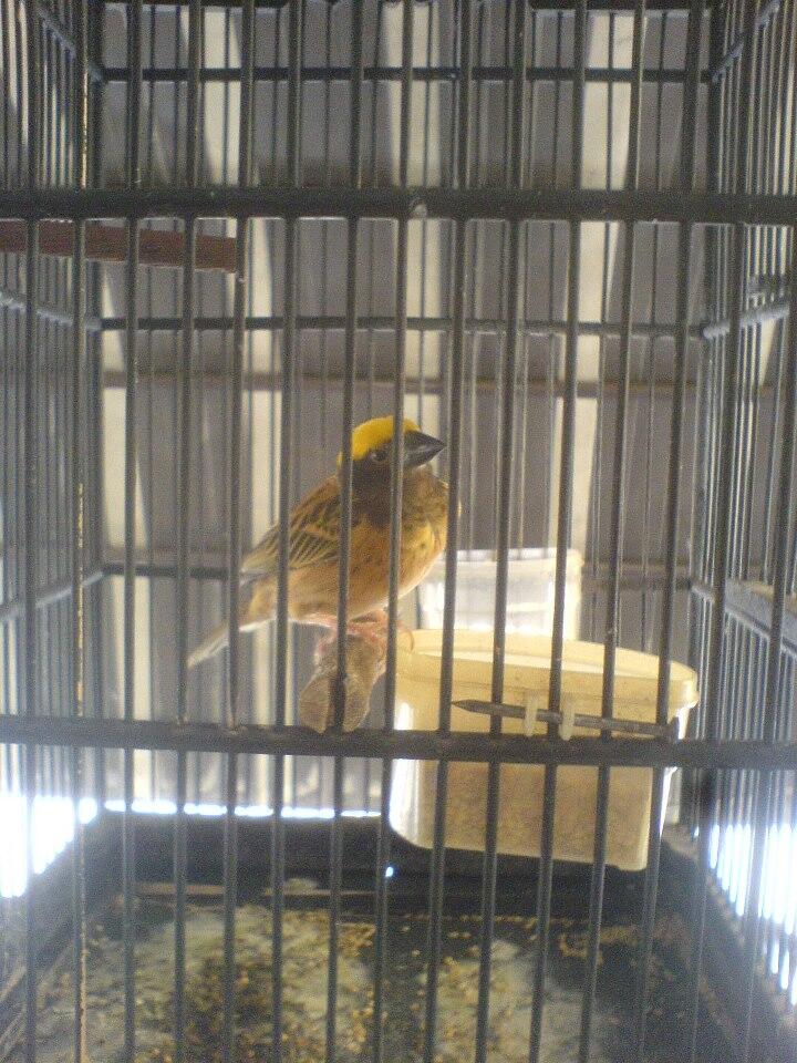 Terjual Jual Burung Manyar Kembang Malang Kaskus