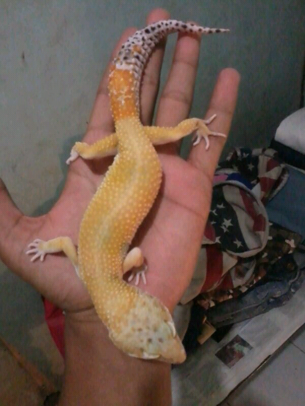 tempatnya barter hewan part II