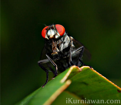 &#91;Karnaval Karya&#93;Koleksi Fotografi Ala MvCp.Kaskus