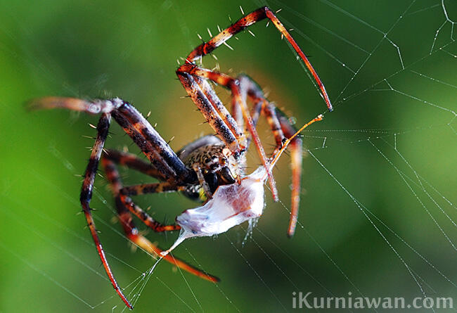 &#91;Karnaval Karya&#93;Koleksi Fotografi Ala MvCp.Kaskus