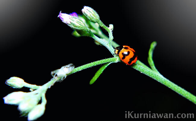 &#91;Karnaval Karya&#93;Koleksi Fotografi Ala MvCp.Kaskus
