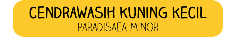 &#91;Info Hewan Bergambar + Komik!&#93; - Cendrawasih Kuning Kecil