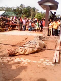 gan, semalam di tmpat ane,buaya raksasa di tangkap warga pake bebek, ini dia fotonya