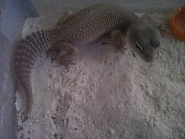 Leopard Gecko Murah (BB, MP, MS, SE, Tremp, dll),Bisa Barter Kitten atau Iguana Jogja