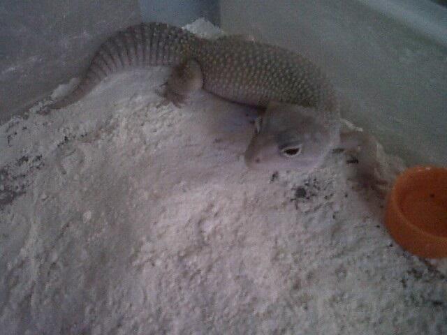 Leopard Gecko Murah (BB, MP, MS, SE, Tremp, dll),Bisa Barter Kitten atau Iguana Jogja