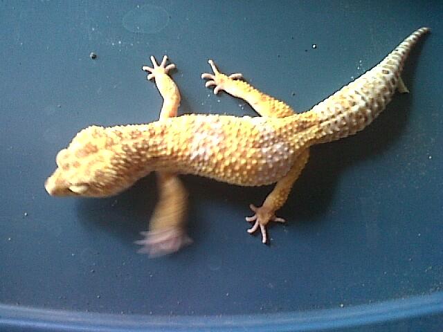 Leopard Gecko Murah (BB, MP, MS, SE, Tremp, dll),Bisa Barter Kitten atau Iguana Jogja