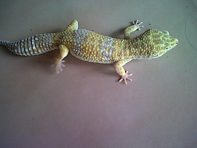 Leopard Gecko Murah (BB, MP, MS, SE, Tremp, dll),Bisa Barter Kitten atau Iguana Jogja