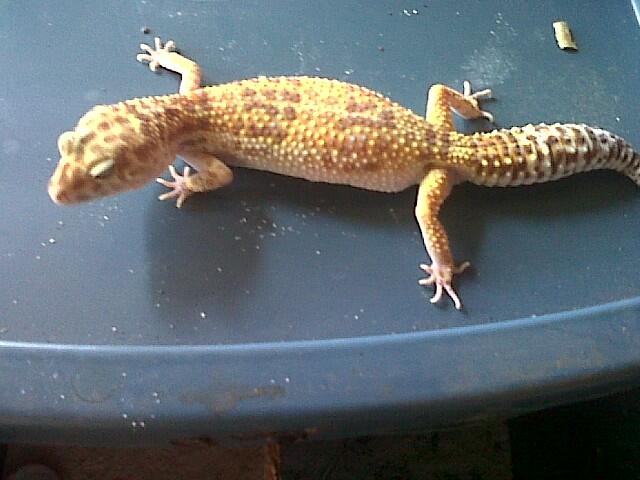 Leopard Gecko Murah (BB, MP, MS, SE, Tremp, dll),Bisa Barter Kitten atau Iguana Jogja