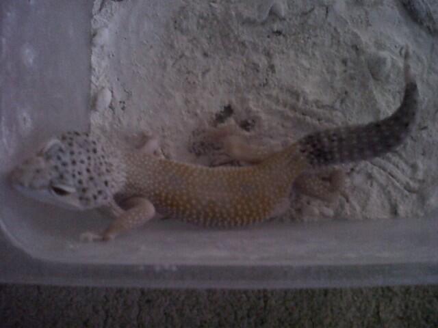 Leopard Gecko Murah (BB, MP, MS, SE, Tremp, dll),Bisa Barter Kitten atau Iguana Jogja