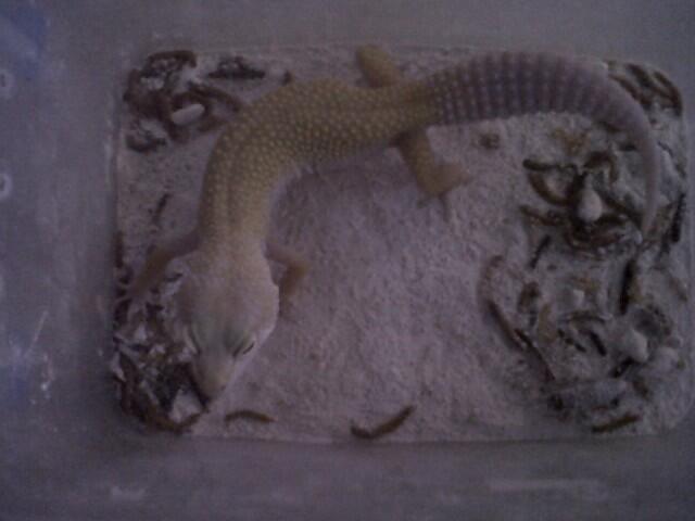 Leopard Gecko Murah (BB, MP, MS, SE, Tremp, dll),Bisa Barter Kitten atau Iguana Jogja