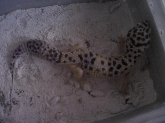 Leopard Gecko Murah (BB, MP, MS, SE, Tremp, dll),Bisa Barter Kitten atau Iguana Jogja