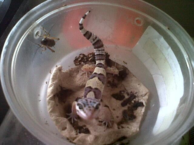 Leopard Gecko Murah (BB, MP, MS, SE, Tremp, dll),Bisa Barter Kitten atau Iguana Jogja