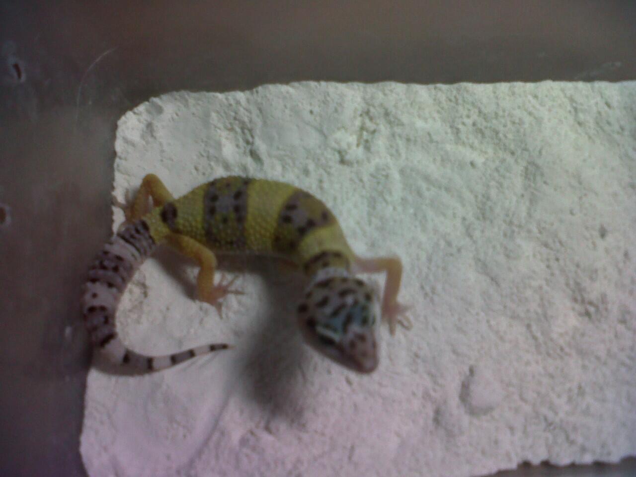 Leopard Gecko Murah (BB, MP, MS, SE, Tremp, dll),Bisa Barter Kitten atau Iguana Jogja