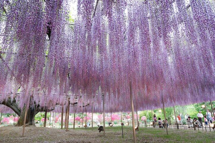 Mengintip Keindahan Taman Bunga Ashikaga di Jepang