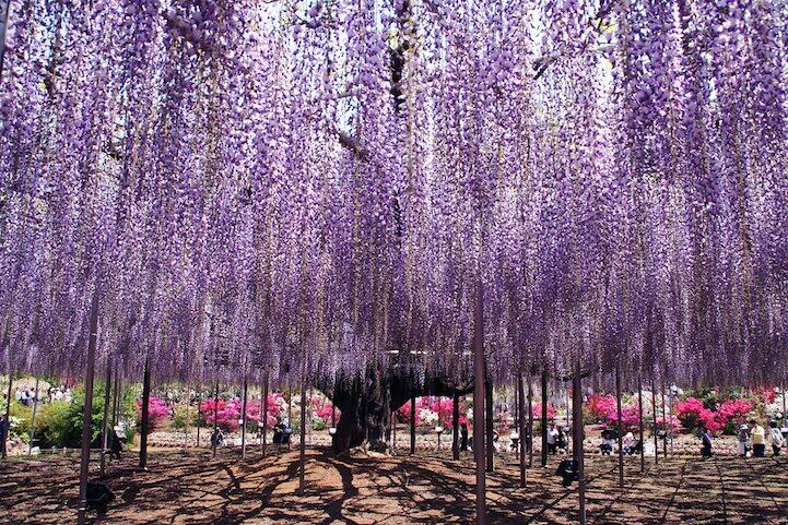 Mengintip Keindahan Taman Bunga Ashikaga di Jepang