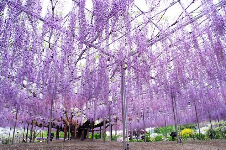 Mengintip Keindahan Taman Bunga Ashikaga di Jepang