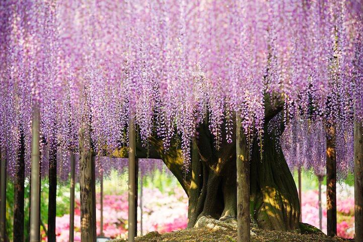 Mengintip Keindahan Taman Bunga Ashikaga di Jepang