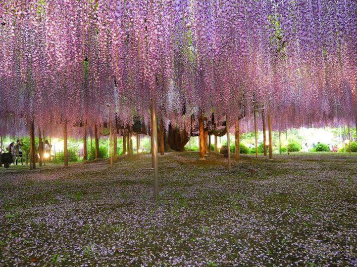 Mengintip Keindahan Taman Bunga Ashikaga di Jepang