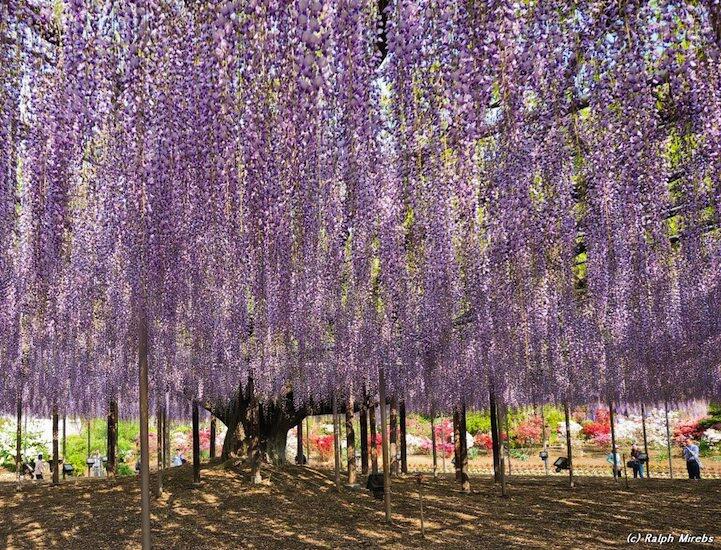 Mengintip Keindahan Taman Bunga Ashikaga di Jepang