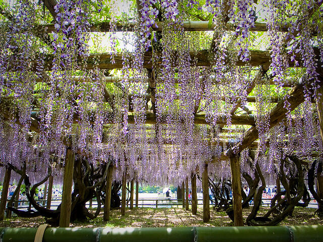 Mengintip Keindahan Taman Bunga Ashikaga di Jepang