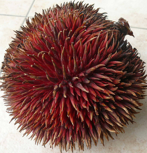 &#91;HOT&#93; Durian Merah Yang Langka &#91;pict++++&#93;