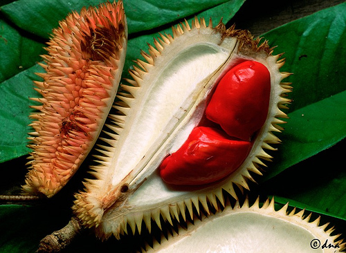 &#91;HOT&#93; Durian Merah Yang Langka &#91;pict++++&#93;