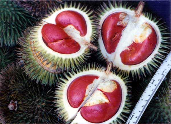 &#91;HOT&#93; Durian Merah Yang Langka &#91;pict++++&#93;