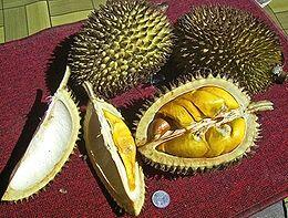 &#91;HOT&#93; Durian Merah Yang Langka &#91;pict++++&#93;