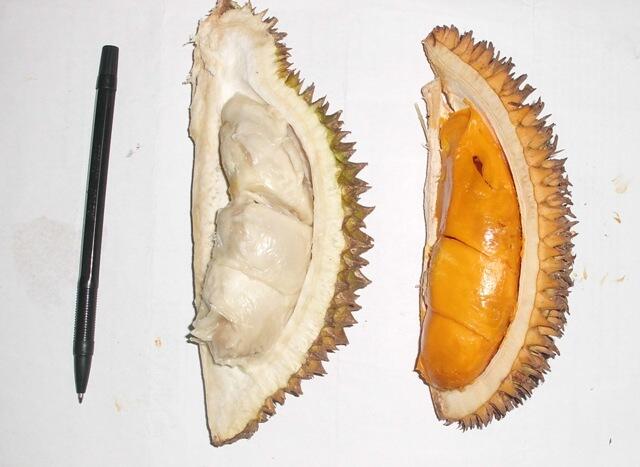 &#91;HOT&#93; Durian Merah Yang Langka &#91;pict++++&#93;