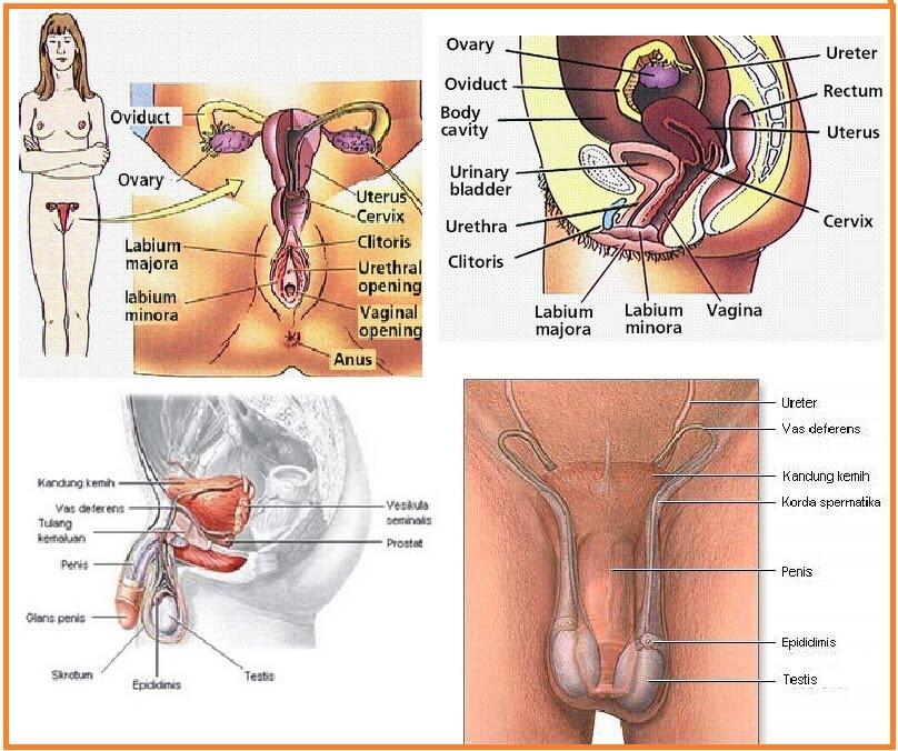 Manusia Tetap Bisa Hidup Walaupun 6 Organ Ini Rusak