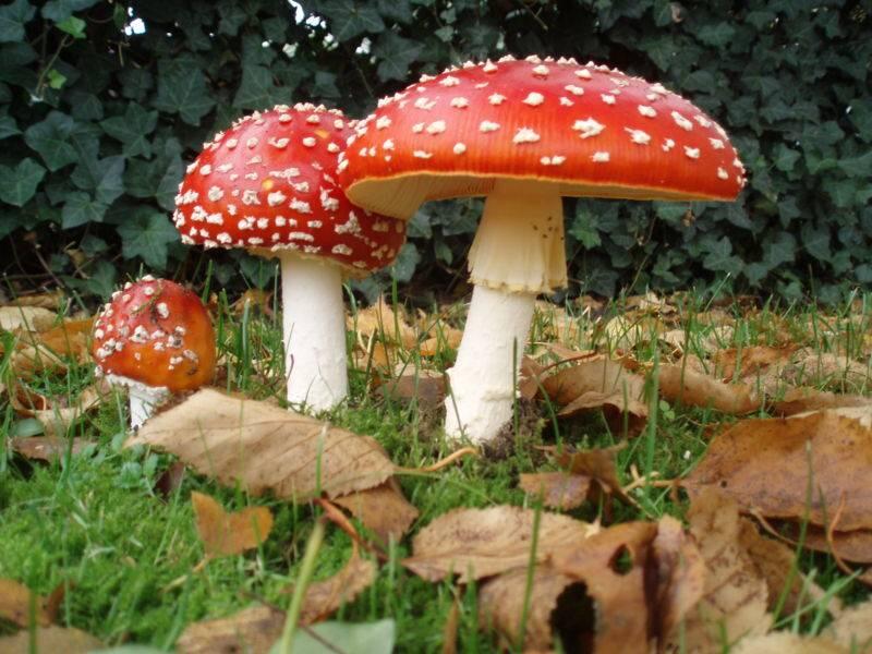 Mushroom Cantik Nan Mematikan