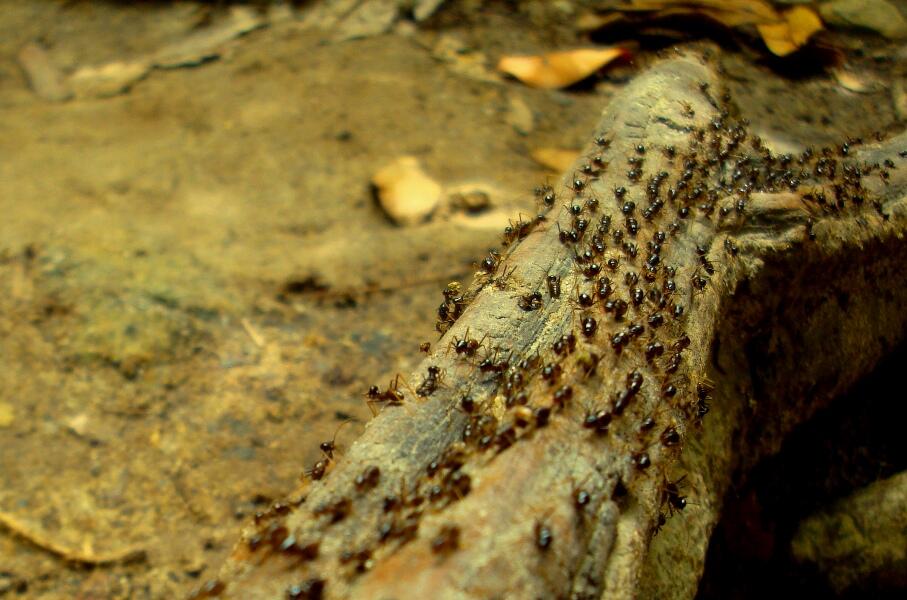 7 Hewan yang Bisa Dimakan Jika Tersesat di Hutan (monggo gan)