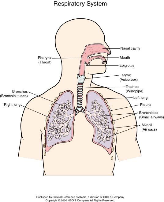 Cara ane sembuh dari asma