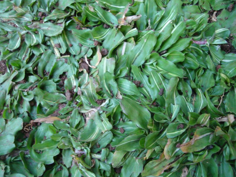 Yuk kita tanam rumput cantik ini di halaman rumah agan!!!