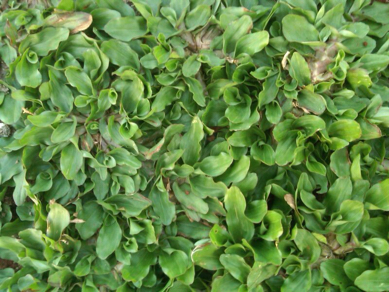 Yuk kita tanam rumput cantik ini di halaman rumah agan!!!