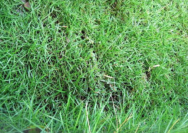 Yuk kita tanam rumput cantik ini di halaman rumah agan!!!
